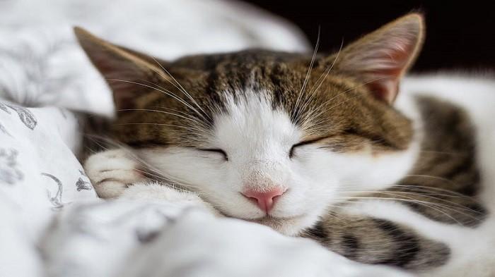 Tips Menghilangkan Bulu Hewan Pada Pakaian, Karpet, dan Furnitur