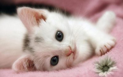 Cara Menghilangkan Bulu Kucing Pada Pakaian